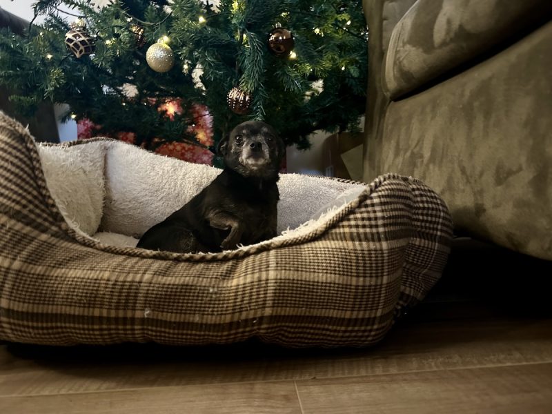 Subi in her bed in front of the Christmas tree