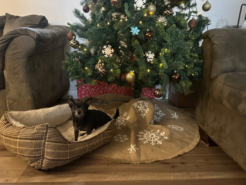 Subi in her dog bed under the Christmas tree