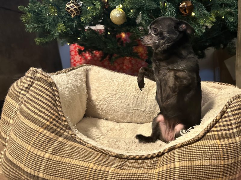 Subi sitting on her butt in the dog bed