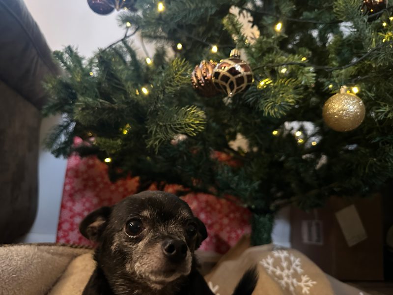 Subi under the Christmas tree