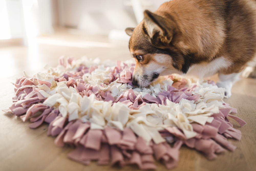 pembroke welsh corgi dog eating treats from the snuffle mat