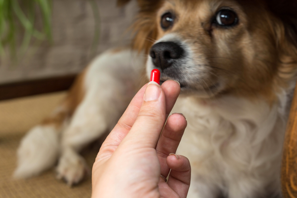 woman hand holding pills and close-up medicine for dogs