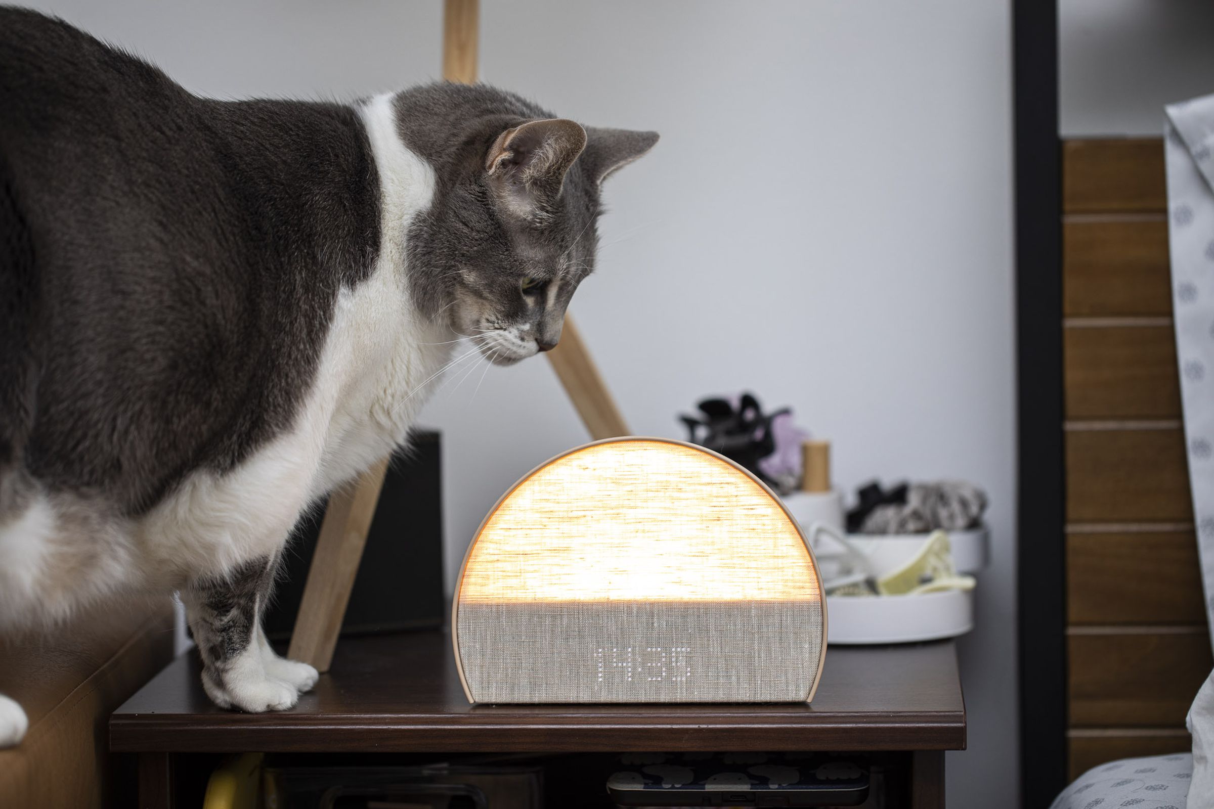 Rotund gray and white cat contemplates the Hatch Restore 2 on a nightstand.