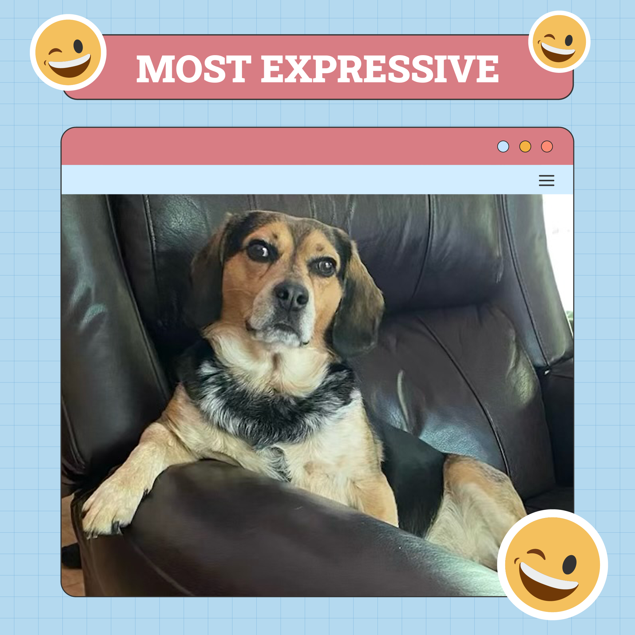 Most Expressive Dog