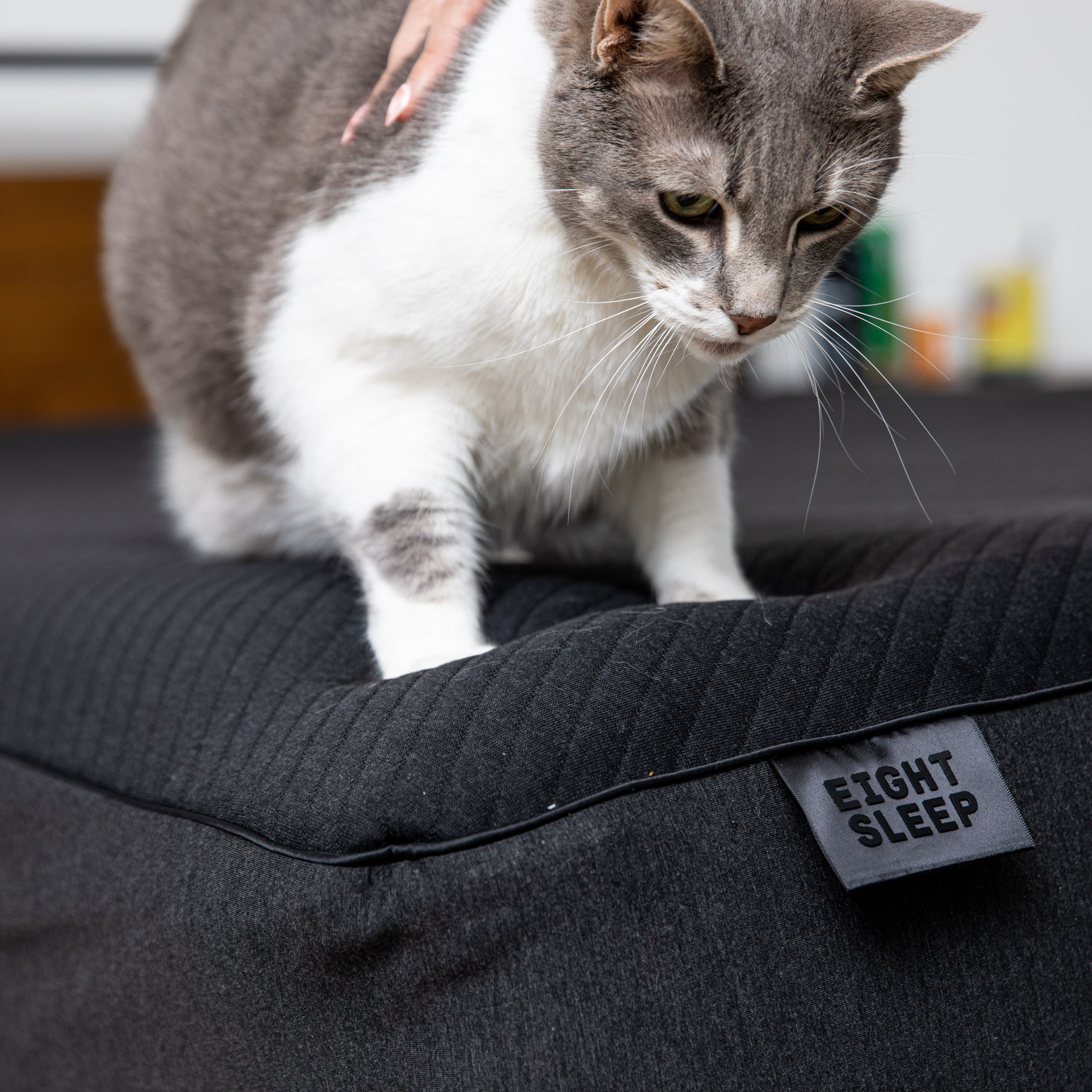 Cat on top of Eight Sleep mattress cover