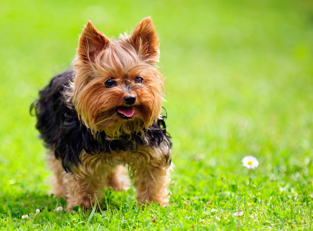 yorkshire terrier dog standing on grass