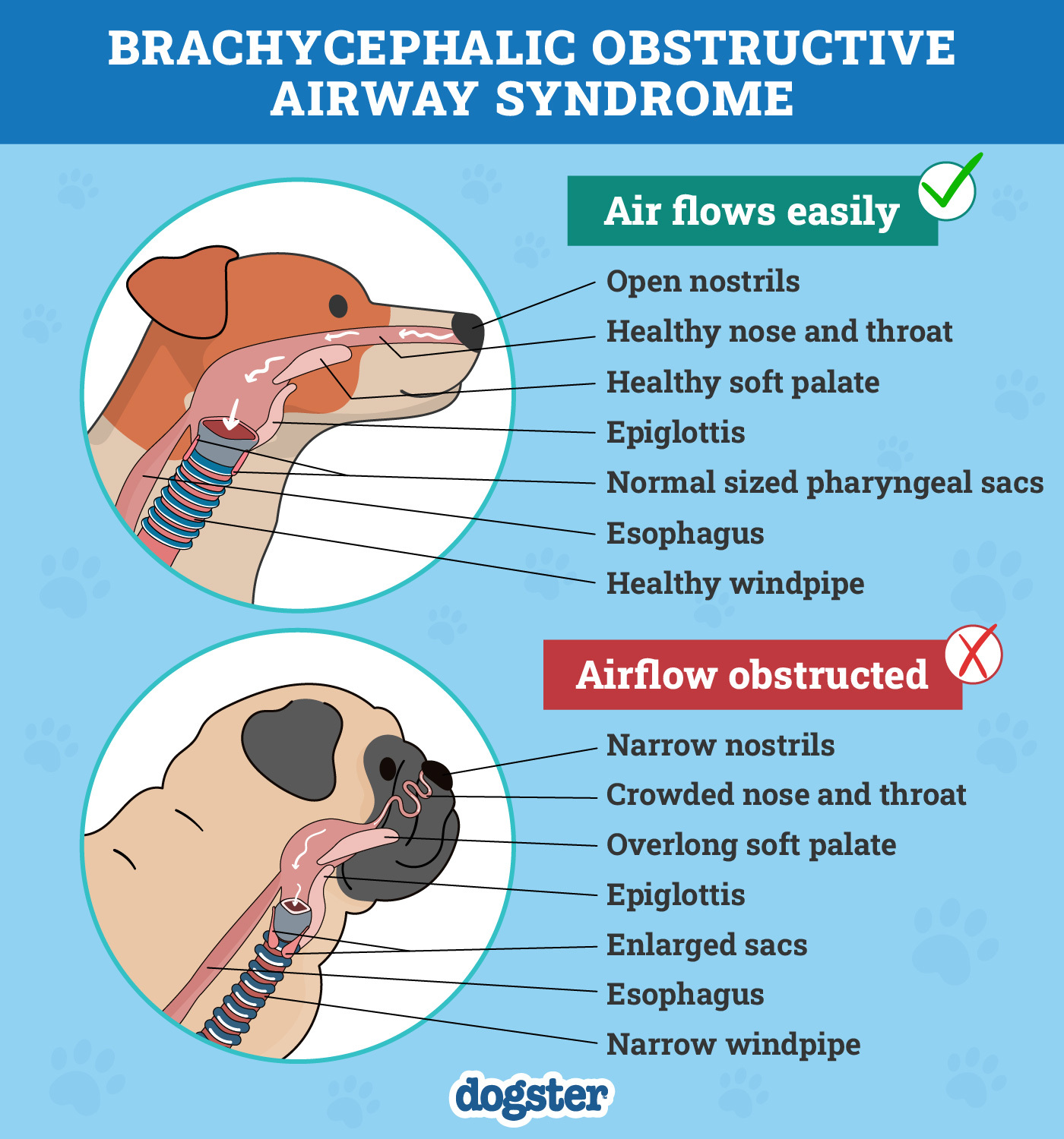 Dogster_Brachycephalic Obstructive Airway Syndrome Infographic_v1-4_Dec 16 2024