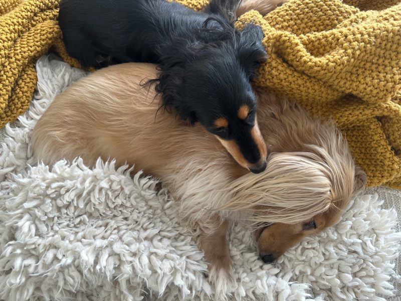 Draper & Rue snuggled up