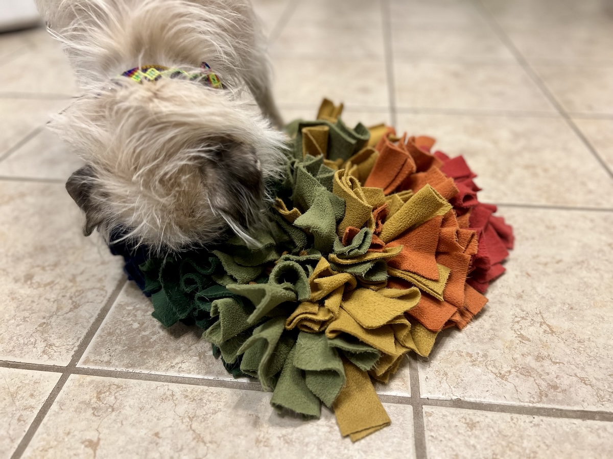 Gizmo eating from his snuffle mat