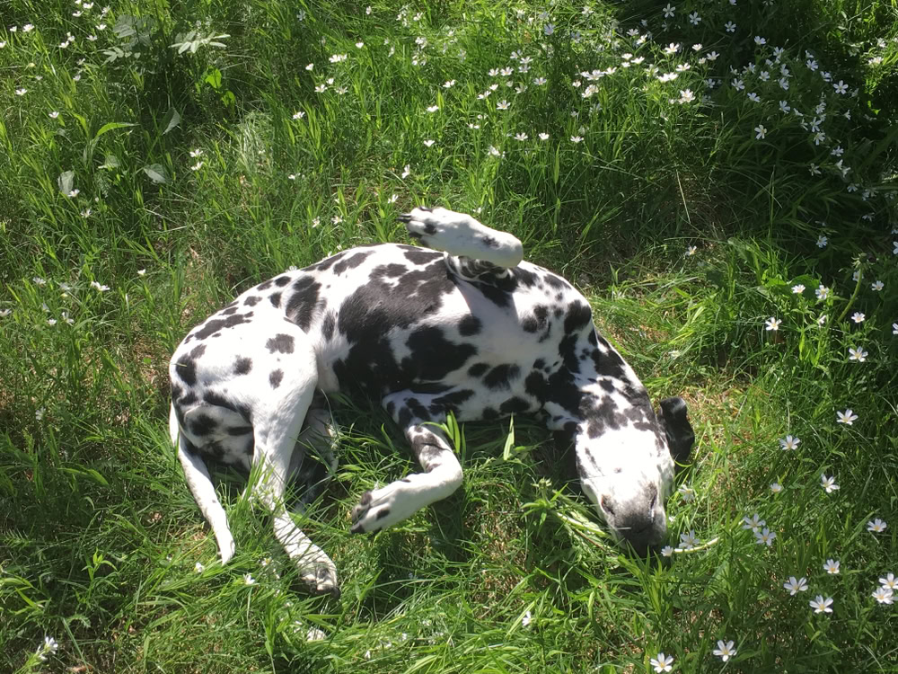 Happy Dalmatian dog rolling grass