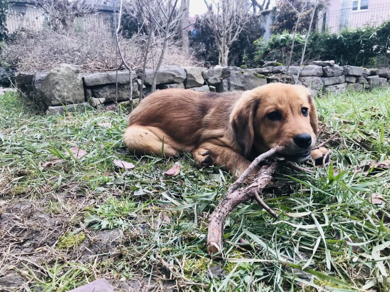 Lava as a puppy chewing a stick in the grass