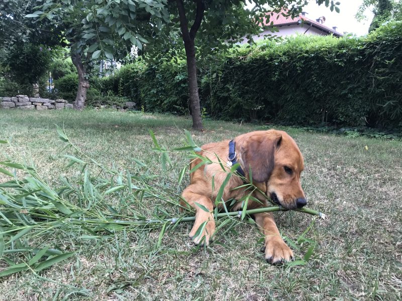 Lava even likes green sticks!