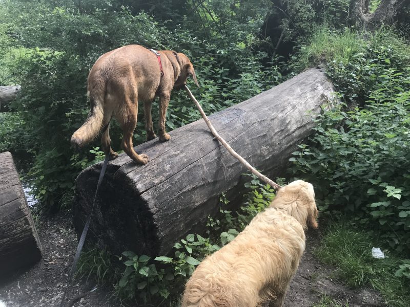 Lava and Hela sharing a stick in the forest