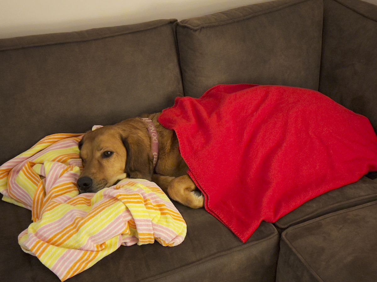 Lava sleeping on the couch under a blanket