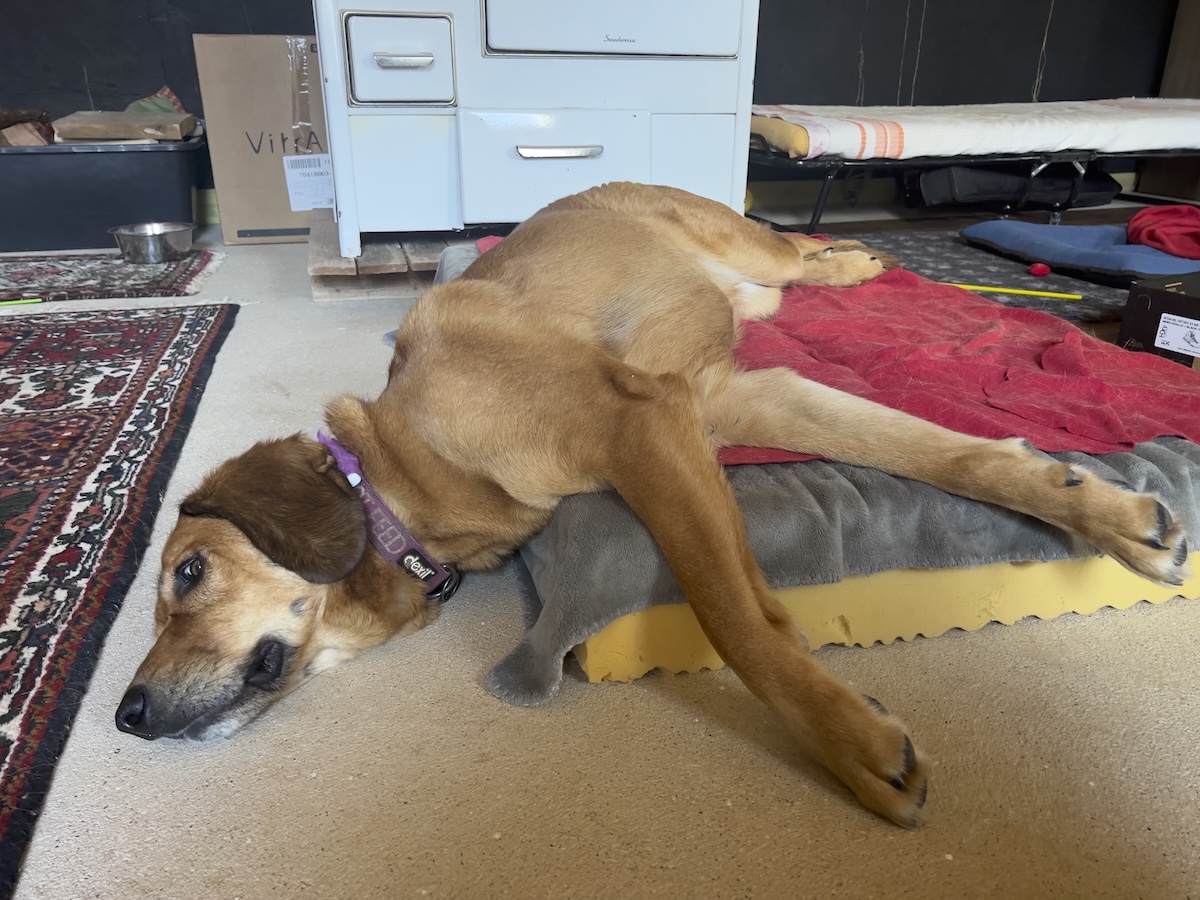 Lava sleeping with head dangling off her bed