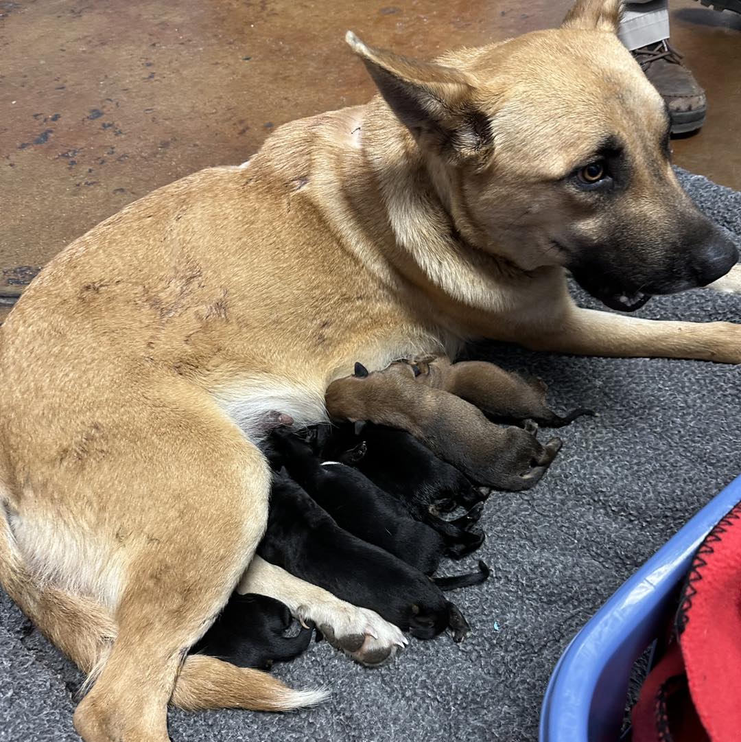 Mama Epiphany nursing her puppies