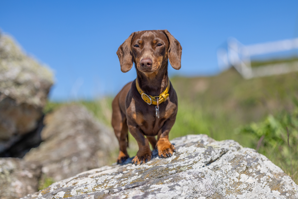 Miniature Chocolate Dachshund standing on a rock looking at the camera