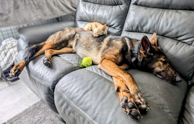 Ned and Kodah both love eating, sleeping, and licking feet!