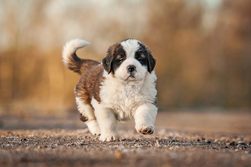 Saint bernard puppy