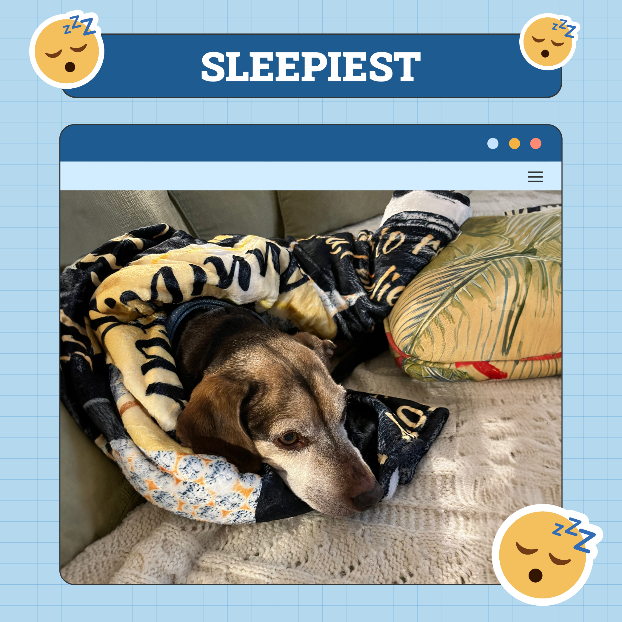 Sleepiest Dog of Week