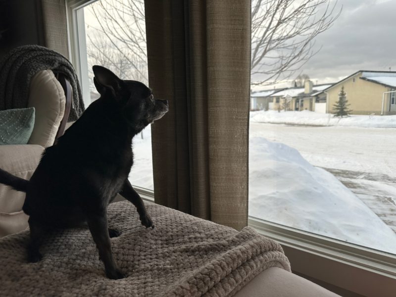 Subi looking out the window