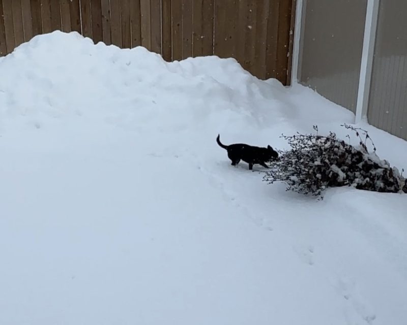 Subi playing in the snow