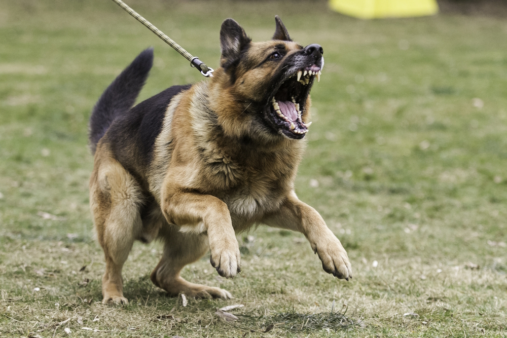 aggressive-german-shepherd