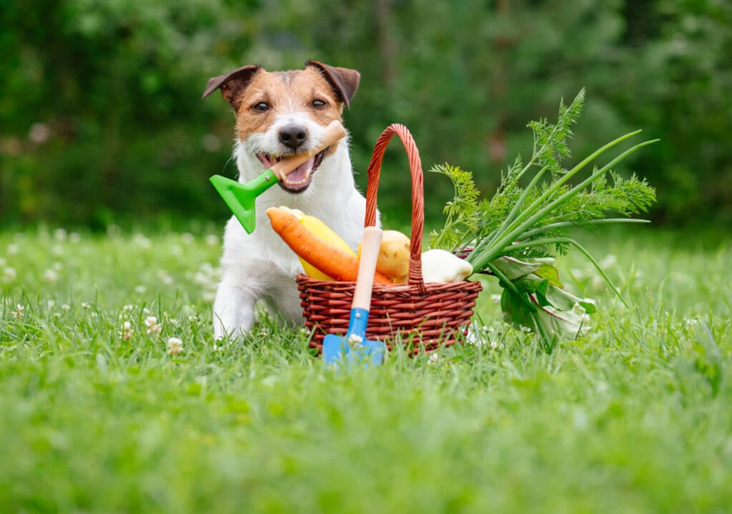 Dog And Fresh Harvest Of Vegetables In The Grass