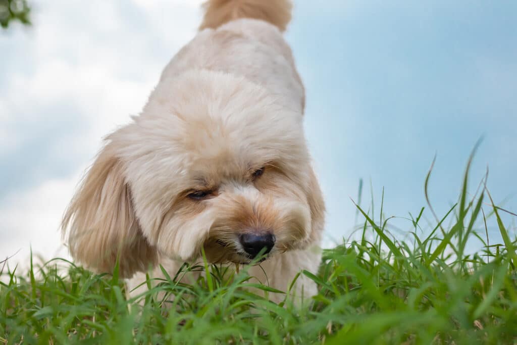 Dog Eating Grass In The Garden