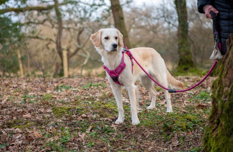 dog in harness with leash walking in the forest with owner