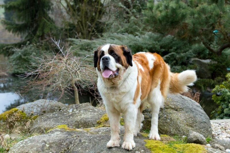 saint bernard outside