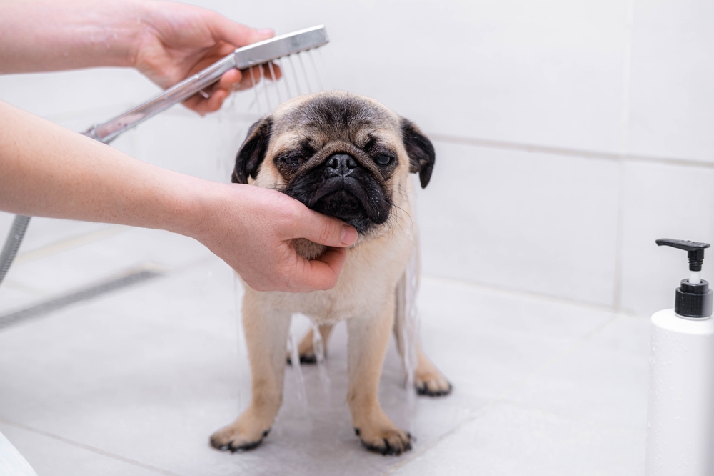 owner bathing a pug