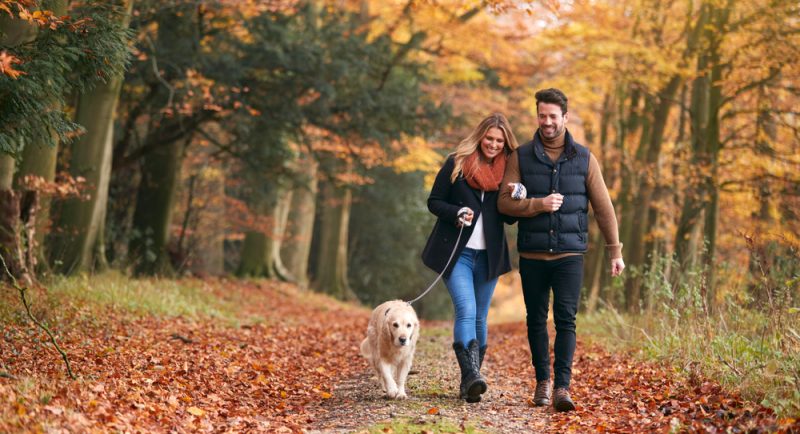 Loving Couple Walking With Pet Golden Retriever Along Autumn Woodland Path Through Trees