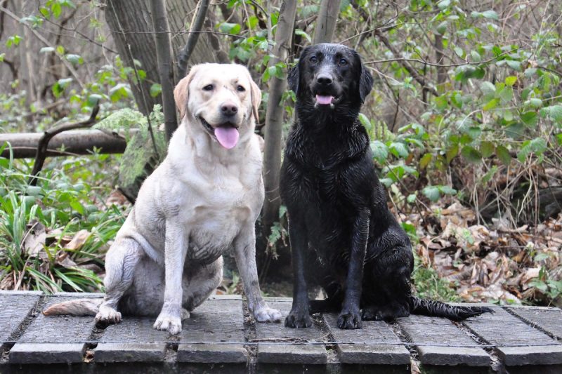 A muddy - and pudgy - Poppy and Bailey.