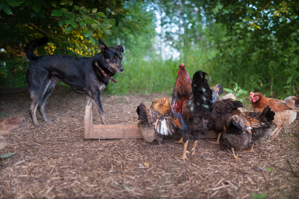 Black mongrel dog stands near the chicken feeder