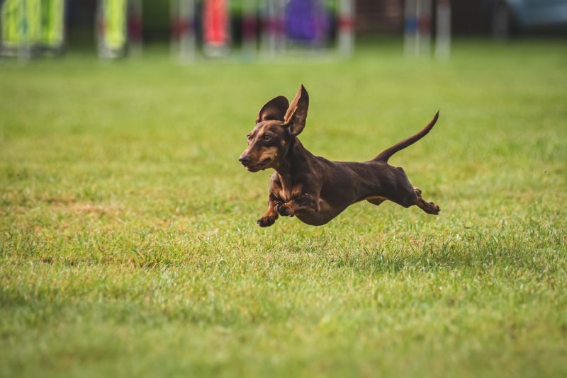 Dachshund dog running in agility race