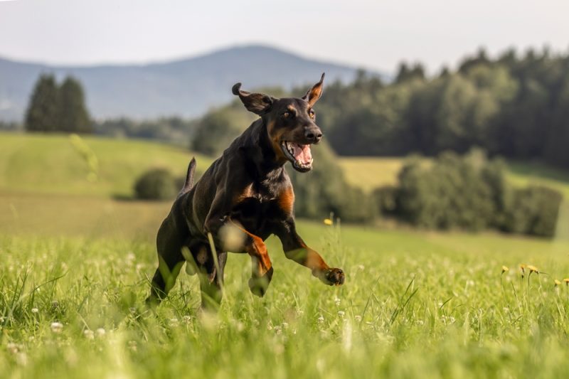 Doberman Pinscher dog playing in the meadow