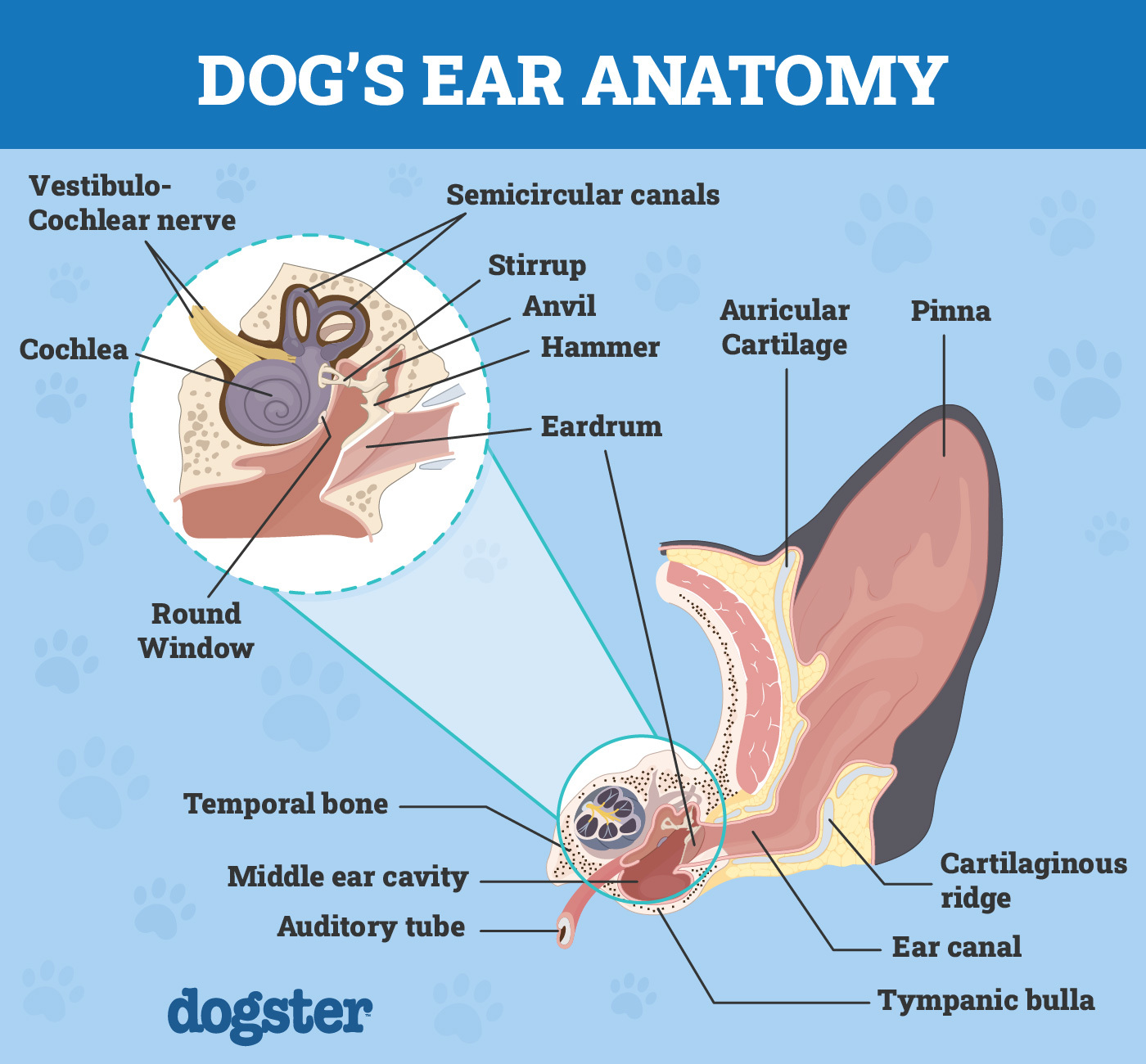 Dog Ear Anatomy