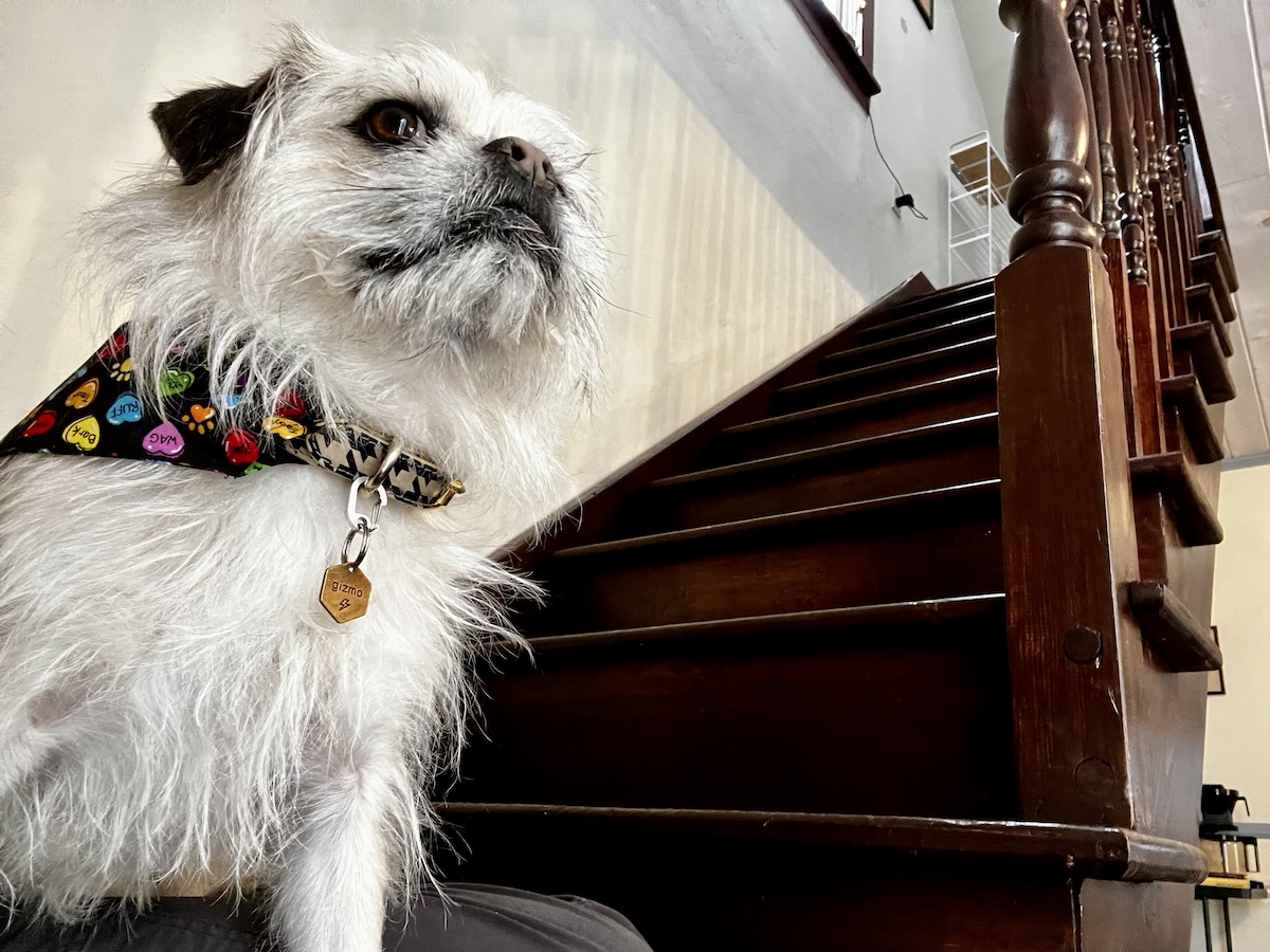 Gizmo at the bottom of the stairs