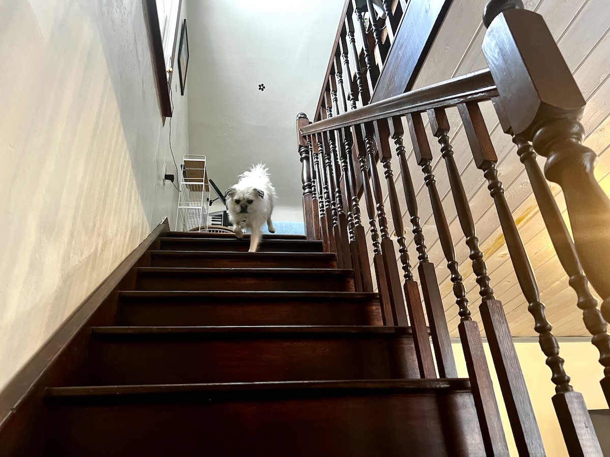 Gizmo running down the stairs