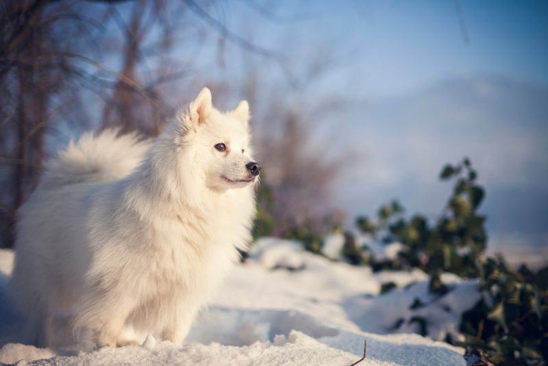 Japanese Spitz dog in the park in winter