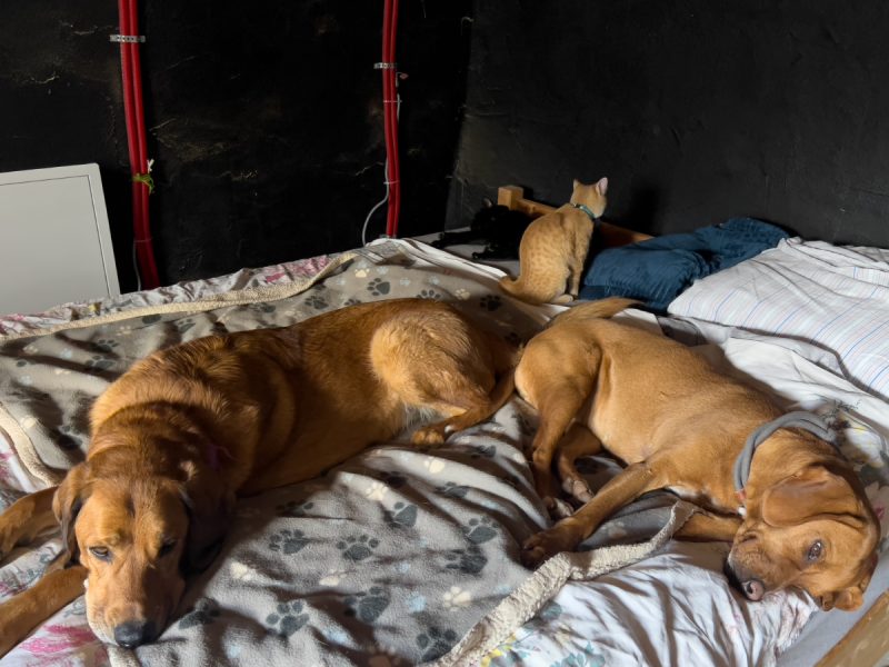 Lava, Hela, Miki, and Nara on the bed