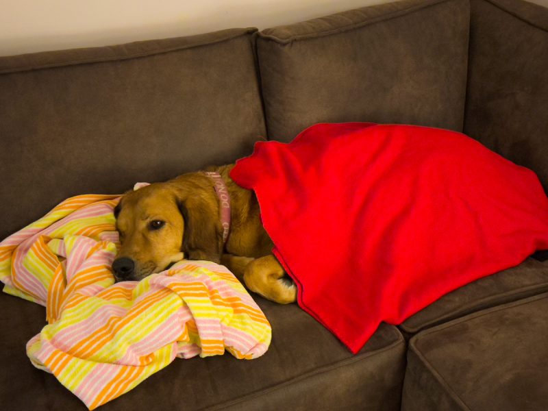 Lava lying under a blanket on the couch