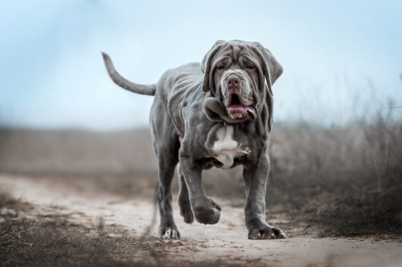 Neopolitan Mastiff puppy walking in the field