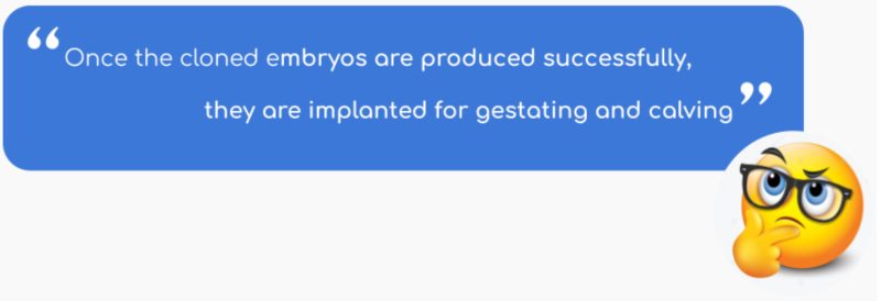 Once the cloned embryos are produced successfully, they are implanted for gestating and calving