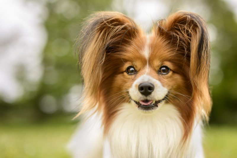 Papillion dog in the field