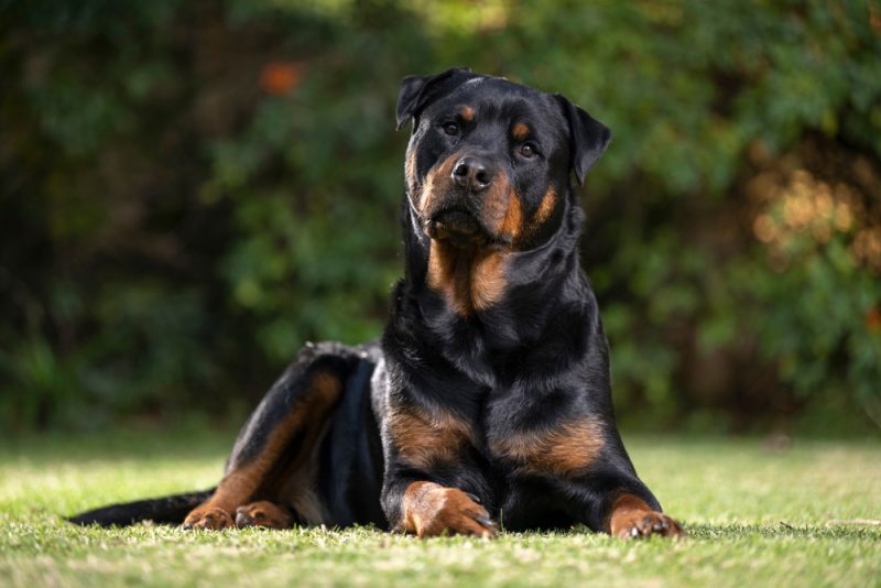 Rottweiler dog lying on grass