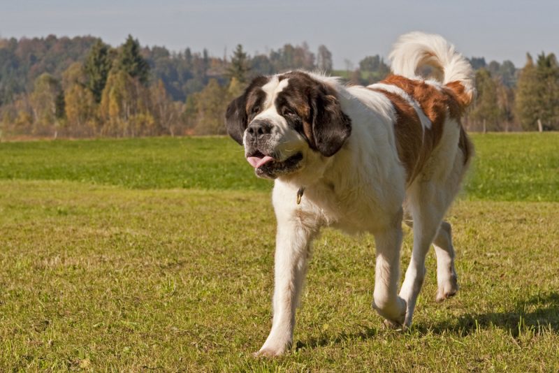 St. Bernard dog running in the field