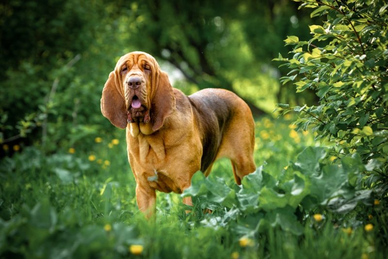 bloodhound peeks out of the bushes among the greenery in a park