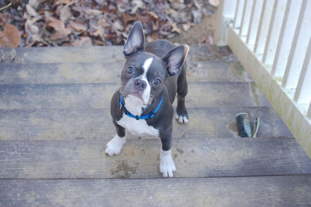 blue-boston-bulldog-standing-on-stairs